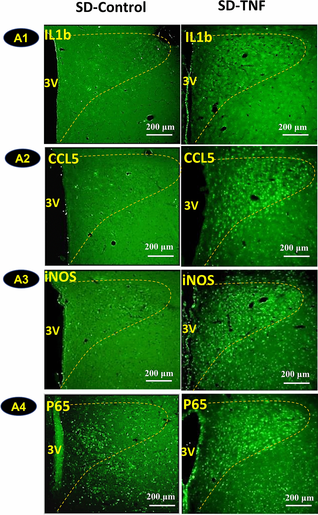 Fig. 4: