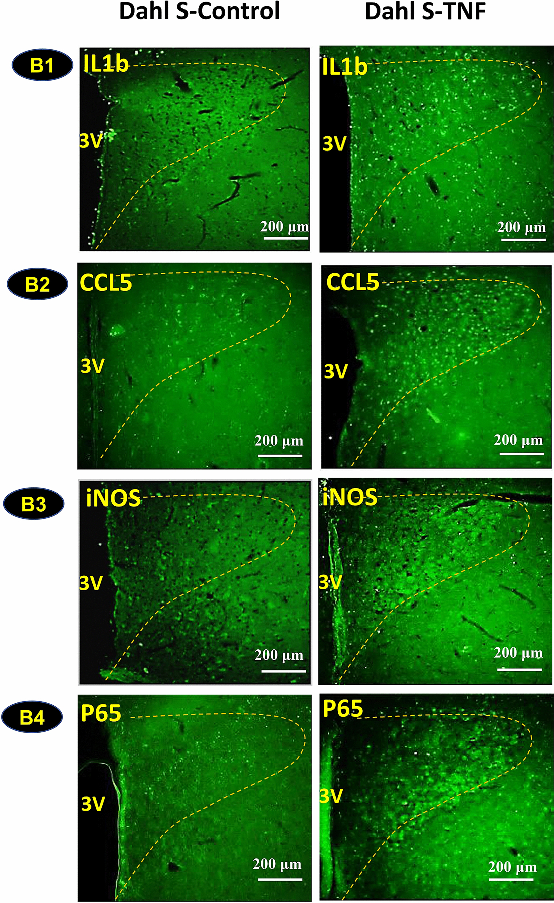 Fig. 4: