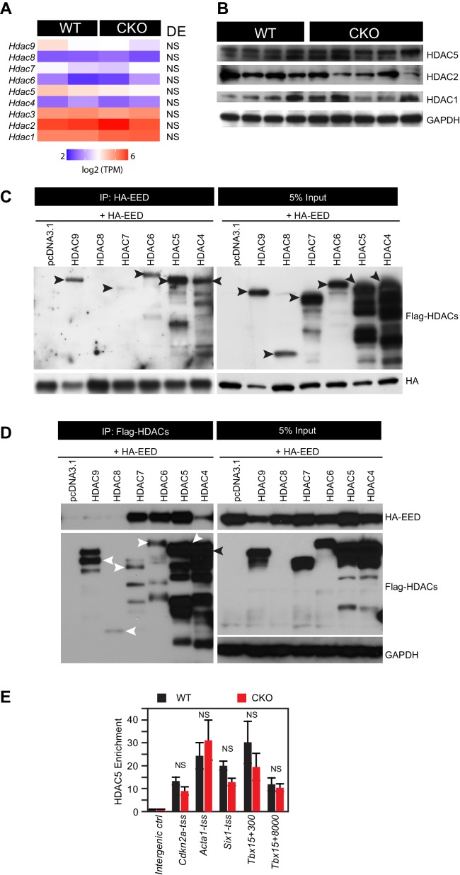 Figure 4—figure supplement 1.