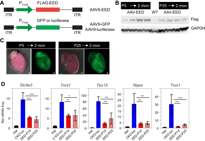 Figure 3—figure supplement 1.