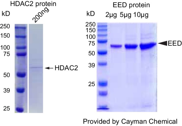 Figure 4—figure supplement 2.