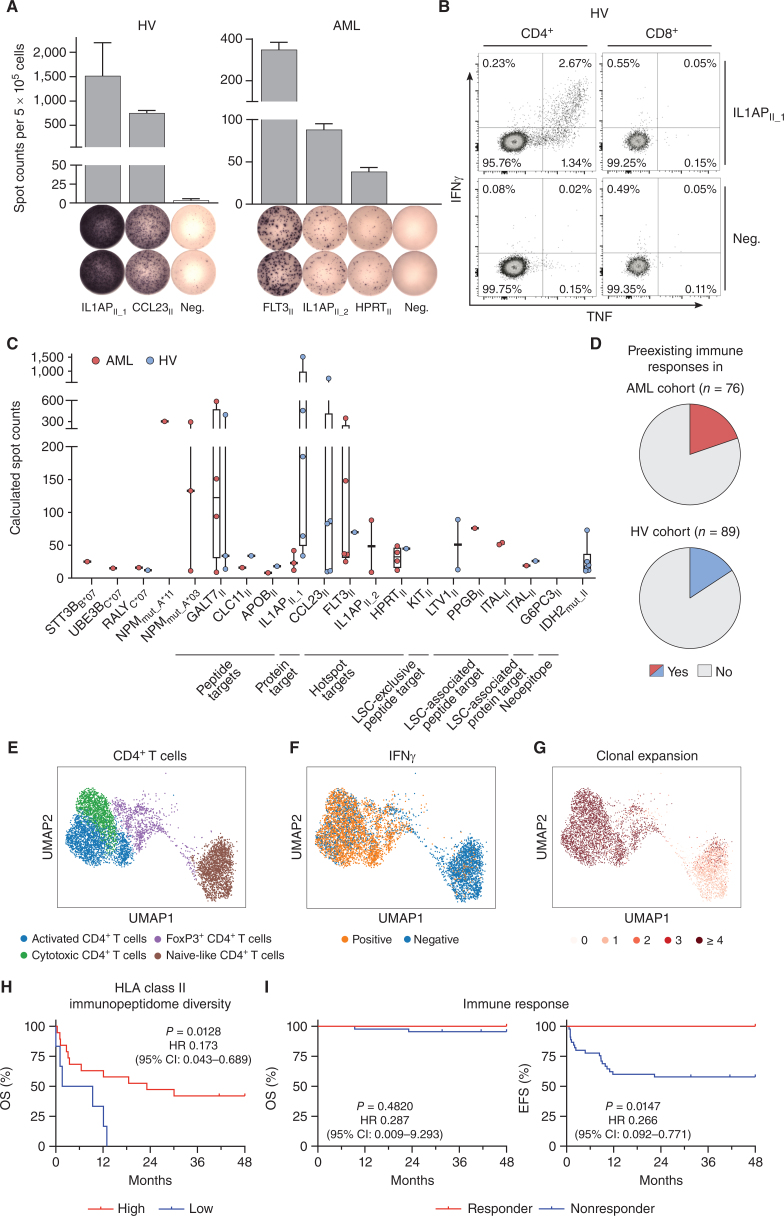 Figure 6. Immunogenicity analysis of HLA class II–restricted targets and impact of immunopeptidome diversity and peptide-specific immune responses on AML patient outcome. A and B, Detection of preexisting HLA class II peptide-specific T-cell responses by IFNγ ELISpot assay (A) and intracellular cytokine staining (B) after 12-day in vitro expansion using PBMC samples of HVs and patients with AML. Representative examples are depicted. Data are presented as bar graphs with mean and SD of duplicates. Graphs show single, viable cells stained for CD4 (left) and CD8 (right) and the cytokines IFNγ and TNF. Intracellular cytokine staining results for all analyzed samples are shown in Supplementary Fig. S10. C, Intensity of T-cell responses in terms of calculated spot counts in IFNγ ELISpot assays after 12-day stimulation against the respective AML- and AML/LSC-associated HLA class I and HLA class II–restricted antigenic peptide using PBMCs of AML patients and HVs. Dots represent data from individual donors. Data is shown for donors with T-cell responses. Boxes represent median and 25th to 75th percentiles, whiskers are minimum to maximum. D, Pie charts depicting the recognition rate (individuals with preexisting T-cell responses/tested individuals) of AML- and AML/LSC-associated peptides in PBMC samples of patients with AML and HVs as assessed by IFNγ ELISpot assay after 12-day in vitro expansion. Patients with AML and HVs were judged to possess preexisting immune responses when a positive T-cell response against at least one of the AML- and AML/LSC-associated peptides were observed in IFNγ ELISpot assays after peptide-specific 12-day in vitro expansion. T-cell responses were considered positive when >10 spots/500,000 cells were counted and the mean spot counts was at least three-fold higher than the negative control. E–G, scRNAseq analysis of CD4+ T cells of HLA class II AML/LSC peptide-stimulated and IFNγ secretion–based sorted PBMCs of patients with AML (n = 3) after 12-day in vitro expansion. E, Uniform Manifold Approximation and Projection (UMAP) plot showing the different subclusters of CD4+ T cells. Colors represent cell type classification. F, UMAP plot depicting the Boolean discretization of IFNγ+ CD4+ T cells. G, UMAP plot showing the TCR clonality of sequenced CD4+ T cells. Color code indicates the number of clonotypes per cell. H, Impact of HLA class II–restricted immunopeptidome diversity in terms of unique AML-exclusive HLA class II–restricted peptide presentation on overall survival (OS) of patients with AML (n = 25 total, n = 19 high, n = 6 low). Immunopeptidome diversity was classified as low and high according to the median peptide yields in the AML immunopeptidome cohort. I, Retrospective correlation analysis revealing the impact of preexisting antigen-specific T-cell responses as assessed by IFNγ ELISpot assay after 12-day in vitro expansion against HLA class II–restricted AML/LSC-associated peptides on OS (left) and event-free survival (EFS, right) of patients with AML (n = 56 total, n = 11 responder, n = 45 nonresponder). Patients with AML were classified as responders when they showed a positive T-cell response against one or multiple of the HLA class II–restricted AML/LSC-associated peptides in IFNγ ELISpot assays after peptide-specific 12-day in vitro expansion. T-cell responses were considered positive when >10 spots/500,000 cells were counted and the mean spot counts was at least three-fold higher than the negative control. Kaplan–Meier analysis, log-rank test. Abbreviations: CI, confidence interval; neg., negative peptide; OS, overall survival; EFS, event-free survival.