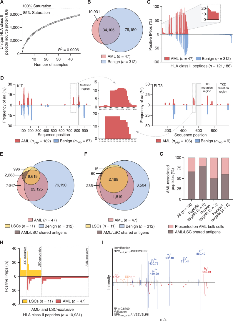 Figure 3. Identification of AML/LSC-associated HLA class II antigen targets by comparative immunopeptidome profiling. A, Saturation analysis of HLA class II–restricted peptide source proteins of the AML cohort. Therefore, the mean number of unique source proteins (y-axis) for a given cohort size (number of samples, x-axis) has been calculated by 1,000 random samplings from the entirety of AML immunopeptidomes. The number of unique source protein identifications (y-axis) shown as a function of cumulative immunopeptidome analysis of AML samples (n = 47, x-axis). Exponential regression was used to extrapolate the maximum attainable number of different source protein identifications (dotted lines, 6,992 proteins). The dashed line depicts the HLA-restricted peptide source proteome coverage achieved in the AML cohort (5,922 proteins). B, Overlap analysis of HLA class II peptide identifications of primary AML (n = 47, curated immunopeptidome data) and benign samples (n = 312). C, Comparative HLA class II immunopeptidome profiling based on the frequency of HLA-restricted presentation in AML and benign immunopeptidomes. Frequencies of positive immunopeptidomes for the respective HLA peptide (x-axis) are indicated on the y-axis. HLA class II peptides (n = 121,186) are depicted on the x-axis, sorted according to the frequency of AML and benign samples presenting the respective peptide. The box on the left and its magnification highlight the subset of AML-associated antigens showing AML-exclusive, high frequent presentation. D, Hotspot analysis of the proteins KIT and FLT3 by HLA class II-presented peptide clustering, respectively. Identified peptides were mapped to their amino acid positions within the source protein. Representation frequencies of amino acid counts within each cohort for the respective amino acid position (x-axis) are indicated on the y-axis. The boxes and their magnifications highlight the identified hotspots with the respective amino acids on the x-axis. Protein regions commonly mutated in AML are marked with light gray boxes. E and F, Overlap analysis of HLA class II peptide (E) and source protein (F) identifications of LSC samples (n = 11) with AML (n = 47) and benign samples (n = 312). Overlap analysis, comparative profiling, and hotspot analysis were performed with curated AML immunopeptidome data. G, Analysis of the proportion of AML-associated HLA class II–presented peptide, protein, and hotspot targets that are presented on both LSCs and AML bulk cells (AML/LSC shared antigens). H, Comparative profiling of AML- and LSC-exclusive HLA class II peptide identifications (not identified on benign tissue samples) based on the frequency of HLA-restricted presentation in the immunopeptidomes of LSC (n = 11) and AML (n = 47) samples. Frequencies of positive immunopeptidomes for the respective HLA peptide (x-axis) are indicated on the y-axis. HLA class II peptides (n = 10,931) are depicted on the x-axis, sorted according to the frequency of LSC and ANL samples presenting the respective peptide. The boxes mark subsets of LSC-exclusive antigens, LSC-associated antigens showing presentation on both LSCs and AML bulk cells (AML/LSC shared antigens), and AML-exclusive antigens. I, Mass spectrometry–based neoantigen validation using an isotope-labeled synthetic peptide. The experimentally eluted peptide NPMmut_A*11 (identification, above the x-axis) was validated with the corresponding synthetic peptide (validation, mirrored on the x-axis). Identified b-, y- and internal ions are marked in red, blue and orange, respectively. Ions containing the isotopic labeled amino acid are marked with an asterisk. Abbreviations: ID, identification; aa, amino acid; ITD, internal tandem duplication; TKD, tyrosine kinase domain; IPep, immunopeptidome; npep, number of peptides.