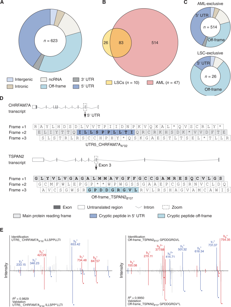 Figure 4. Cryptic peptides are presented in AML- and LSC-derived immunopeptidomes. A, Distribution of identified AML-associated cryptic HLA class I-presented peptides (n = 623) among the respective genomic categories. B, Overlap analysis of cryptic peptide identifications of LSC samples (n = 10) with AML (n = 47). C, Distribution of AML-exclusive (n = 514, top) and LSC-exclusive (n = 26, bottom) cryptic peptides among the respective genomic categories. D, Examples for 5′ UTR- (top, UTR5_ CHRFAM7AA*02) and off-frame–derived (bottom, off-frame_TSPAN2B*07) cryptic HLA peptides. The symbols depict the transcripts of CHRFAM7A and TSPAN2. The zoom box highlights the 5′ UTR and exon 3 with the three reading frames including the respective cryptic peptides. E, Spectral validation of the cryptic peptides UTR5_ CHRFAM7AA*02 (left) and Off-frame_TSPAN2B*07 (right). Comparison of fragment spectra (m/z on x-axis) of cryptic peptides eluted from primary samples (identification) to their corresponding isotope-labeled synthetic peptides (validation, mirrored on the x-axis). Identified b- and y-ions are marked in red and blue, respectively. Ions containing isotope-labeled amino acids are marked with asterisks. Abbreviations: ncRNA, noncoding RNA; UTR, untranslated region.