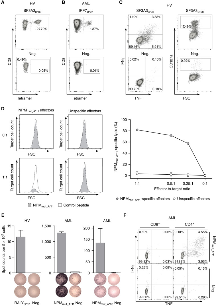 Figure 5. Immunogenicity analysis of HLA class I–restricted targets. A and B, De novo induction of peptide-specific CD8+ T cells using aAPC-based in vitro priming with PBMC samples of HVs (A) and patients with AML (B). Representative example of flow cytometry–based tetramer staining. Graphs show single, viable cells stained for CD8 and PE-conjugated tetramer of indicated specificity. The negative control depicts the tetramer staining of T cells from the same donor primed with an HLA-matched control peptide. Results for all analyzed HVs and patients with AML are shown in Supplementary Fig. S9A. C, Flow cytometry–based functional characterization of peptide-specific CD8+ T cells after in vitro aAPC-based priming by intracellular cytokine (IFNγ, TNF) and degranulation marker (CD107a) staining. Representative example after stimulation with the peptide SF3A3B*08 (top) compared with an HLA-matched control peptide (bottom). Graphs show single, viable CD8+ cells stained for IFNγ and TNF (left) as well as CD107a (right). Results for all analyzed HVs and patients with AML are shown in Supplementary Fig. S9B. D, Specific cell lysis of NPMmut_A*11-loaded autologous target cells in comparison to HLA-matched control peptide-loaded target cells by NPMmut_A*11-specific CD8+ T cells compared with no cell lysis by unspecific effector cells derived from in vitro–primed cells of an HV analyzed by flow cytometry–based VITAL assay. Unspecific effectors were evaluated in three independent replicates and results are shown as mean with SD for the three replicates. E and F, Detection of preexisting HLA class I peptide-specific T-cell responses by IFNγ ELISpot assay (E) and intracellular cytokine staining (F) after 12-day in vitro expansion using peripheral blood mononuclear cell samples of HVs and patients with AML. Representative examples are depicted. Data are presented as bar graphs with mean and SD of duplicates. Graphs show single, viable cells stained for CD8 (left) and CD4 (right) and the cytokines IFNγ and TNF. Data for all analyzed samples are shown in Supplementary Fig. S10. Abbreviations: neg., HLA-matched negative control peptide; FSC, forward scatter.