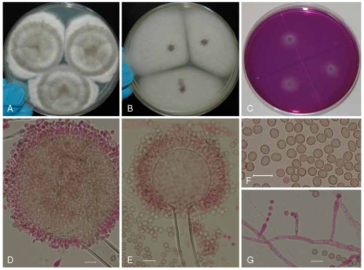 Fig. 6.