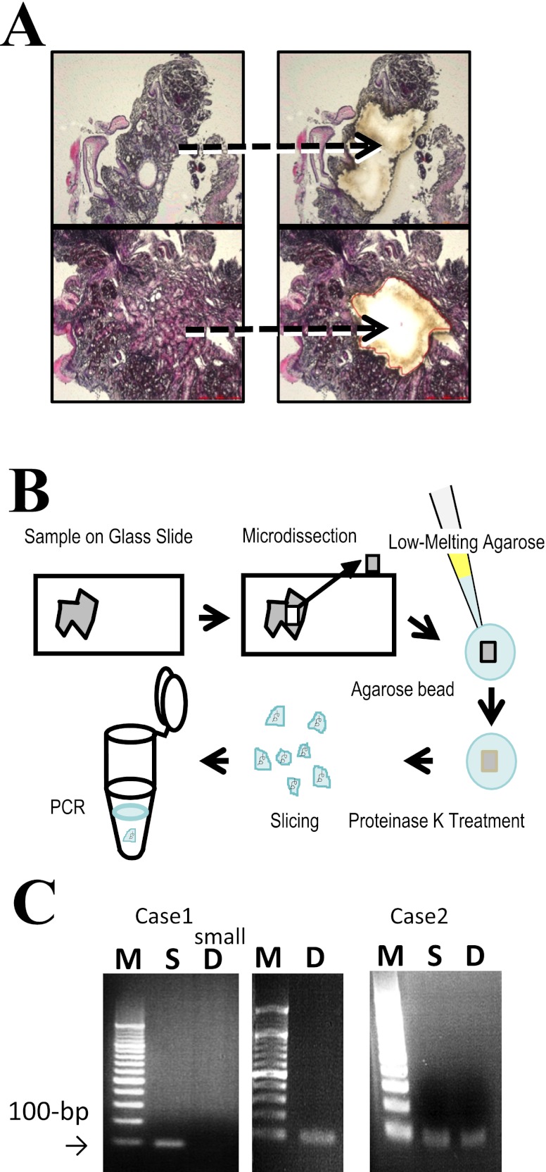 Fig. 1