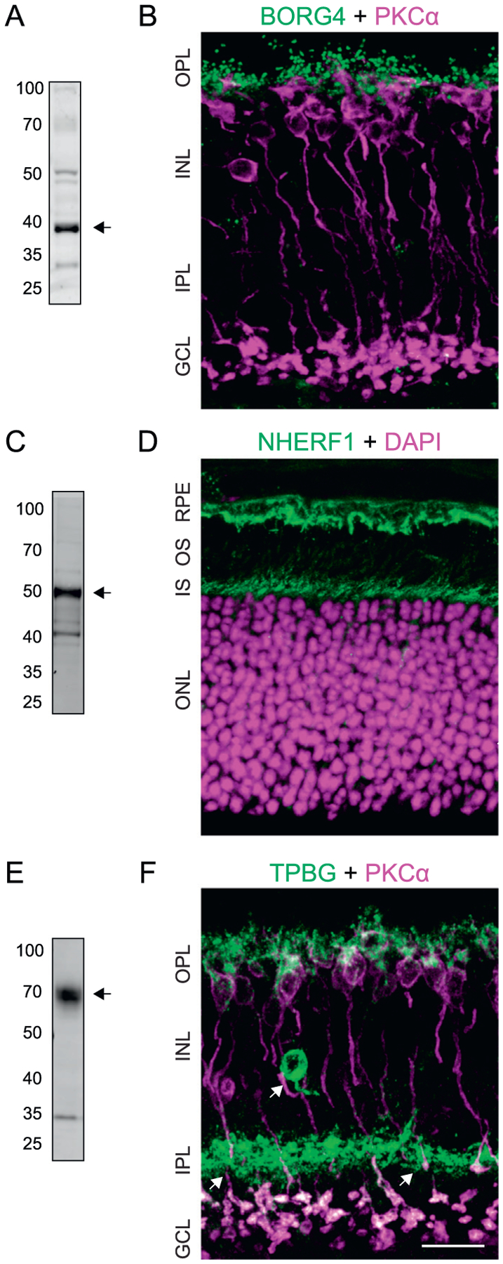 Fig. 9.