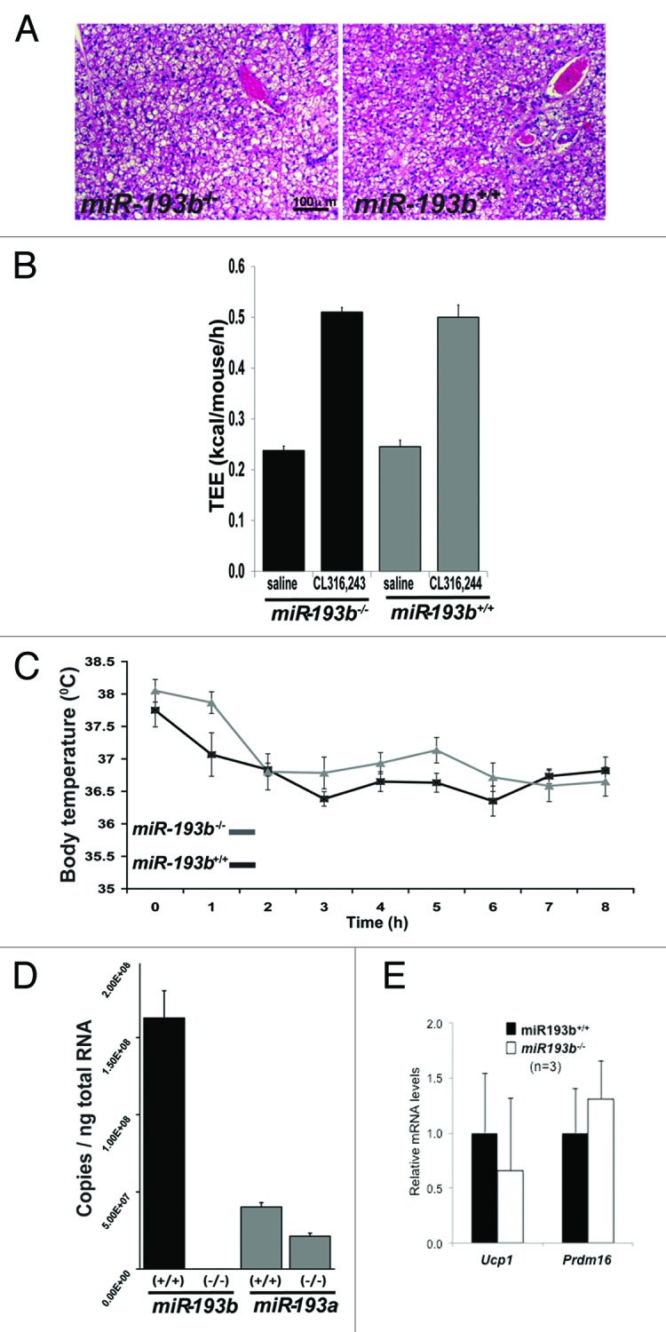 graphic file with name rna-10-1807-g2.jpg