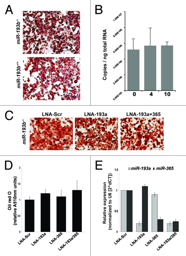 graphic file with name rna-10-1807-g3.jpg