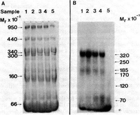 graphic file with name pnas00659-0514-a.jpg