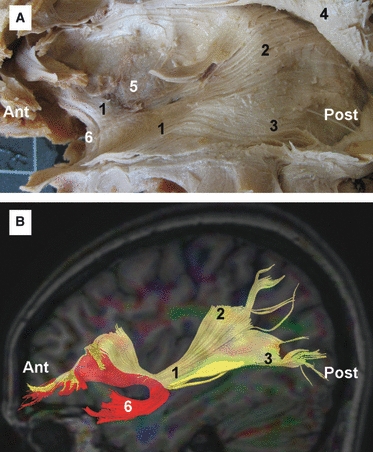 Fig. 8