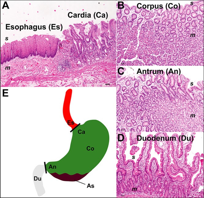 FIG 1