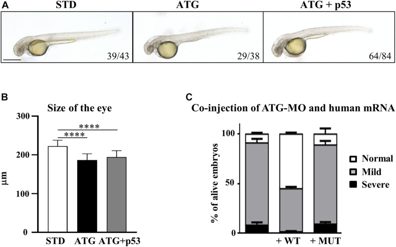 FIGURE 3