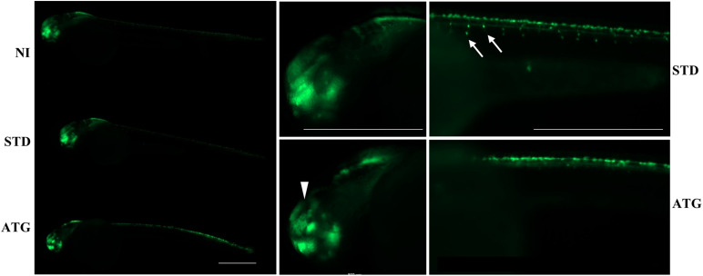 FIGURE 4