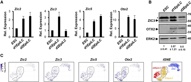 Figure 2