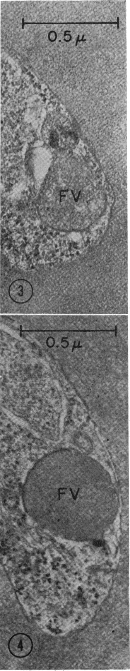 Fig. 3 and 4