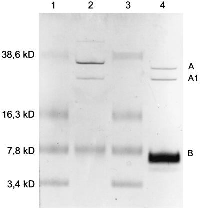 FIG. 1