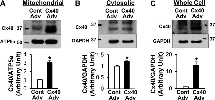 Fig. 6.