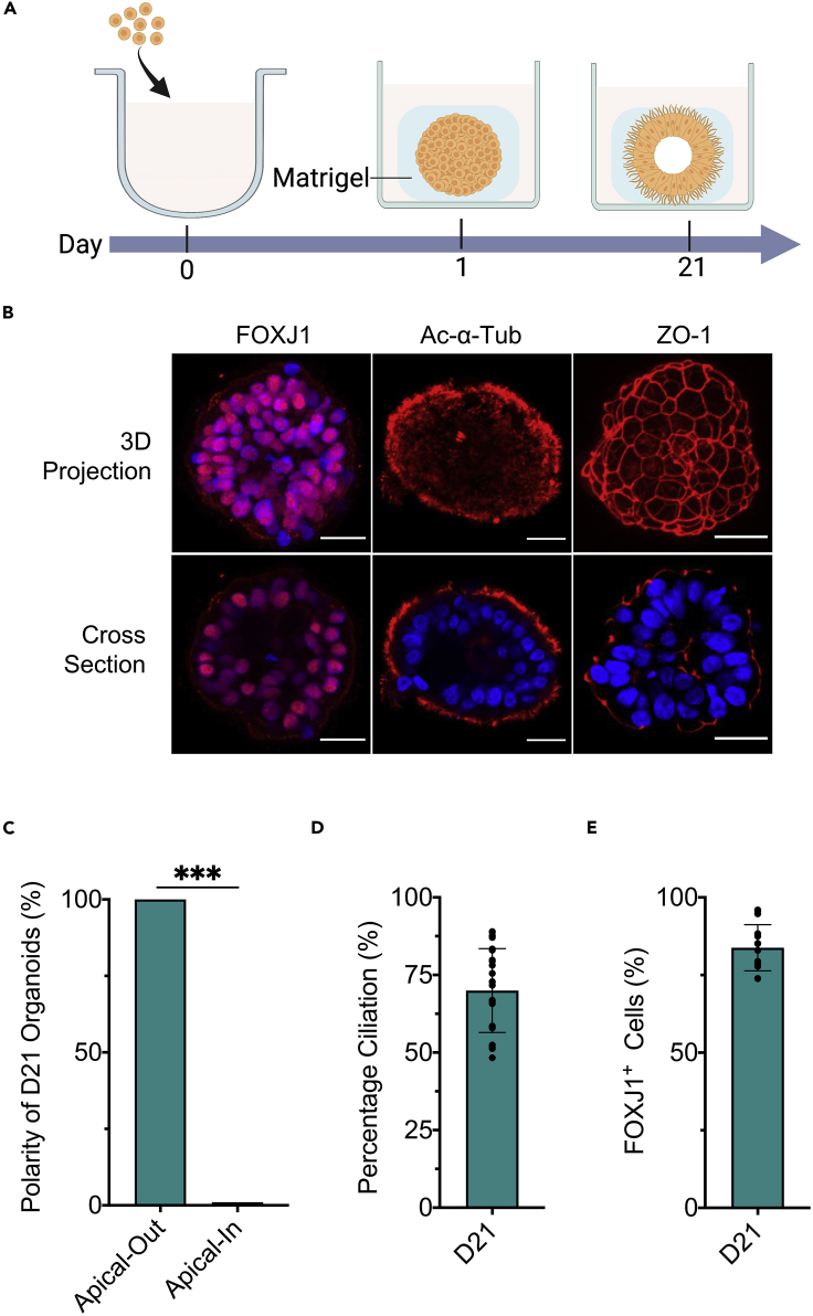 Figure 2