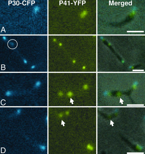 Fig. 4.