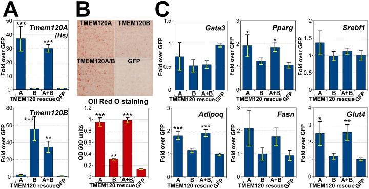 Fig 6