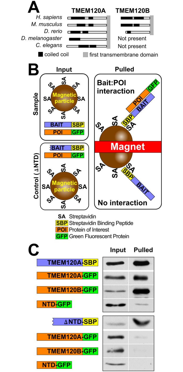 Fig 7