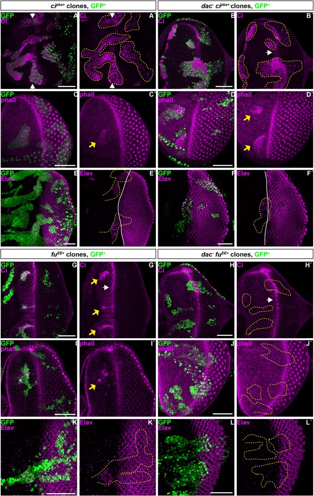 Fig 6