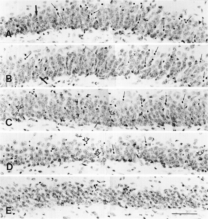 Fig. 5.