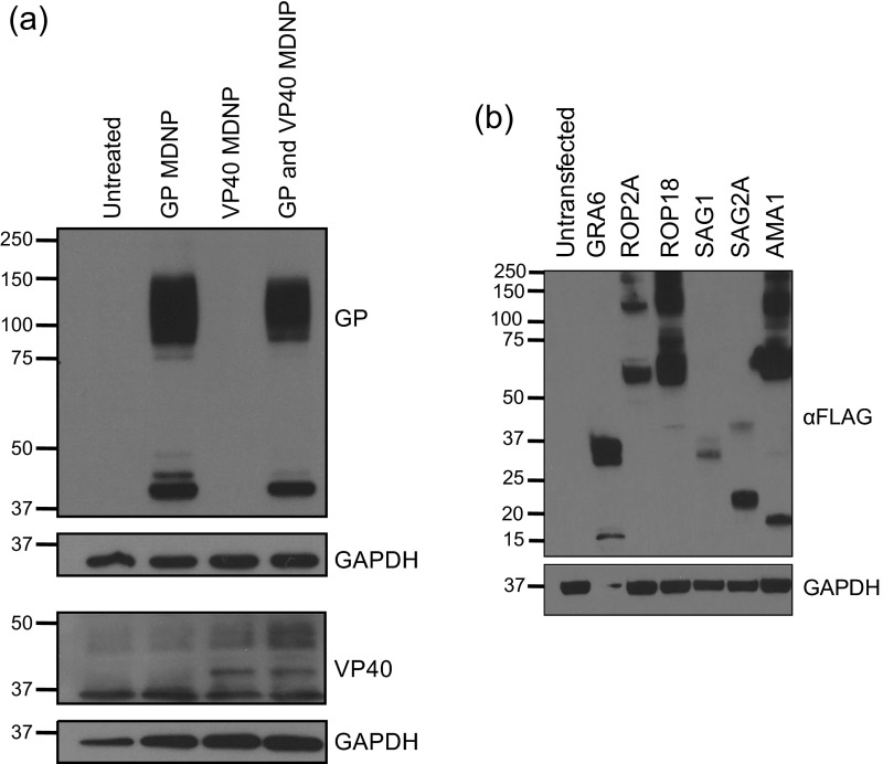 Fig. S8.