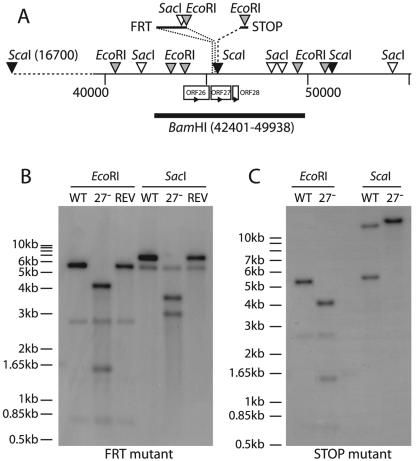 FIG. 3.