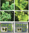Fig. 7.