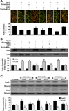 Fig. (7)