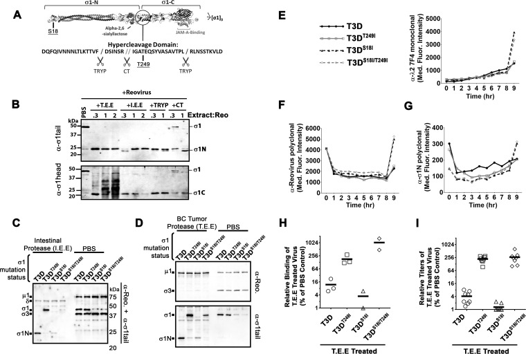 FIG 6