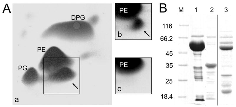 FIG. 1