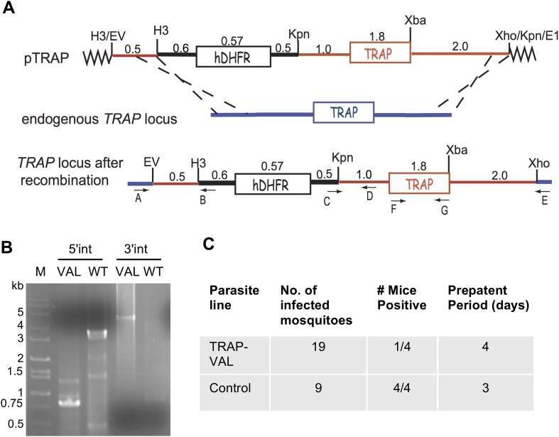 Figure 3—figure supplement 2.