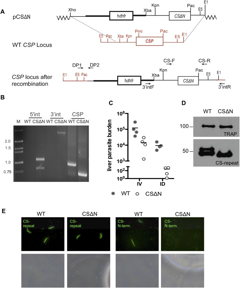 Figure 3—figure supplement 1.