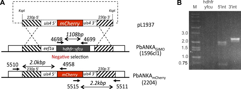 Figure 1—figure supplement 3.