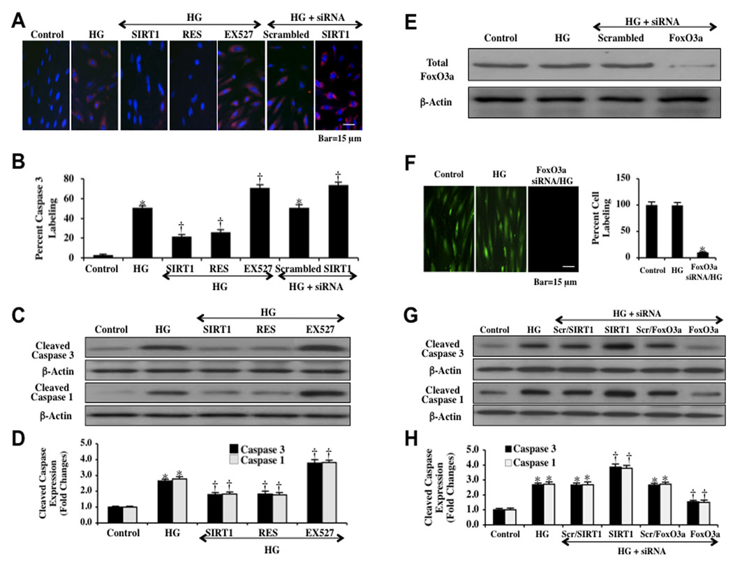 Fig. (8)