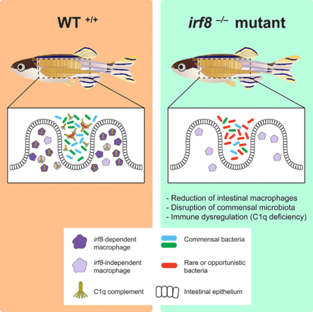 graphic file with name nihms-1510153-f0001.jpg