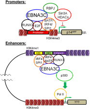 Fig. 8.