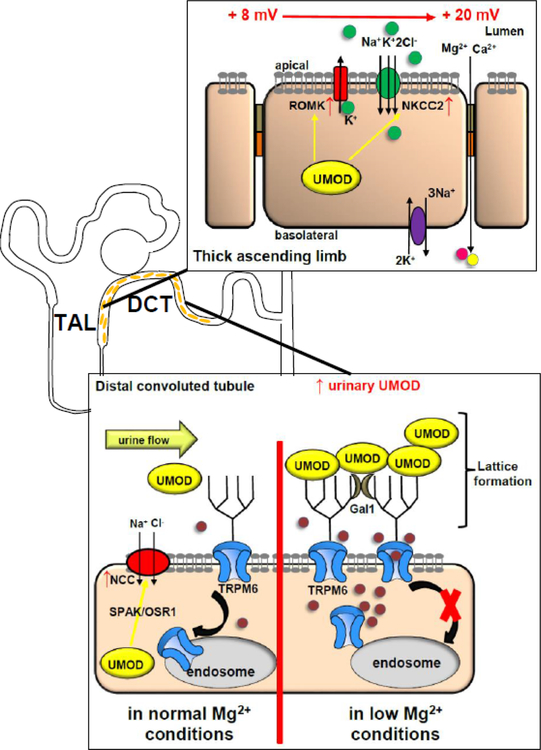 Figure 2: