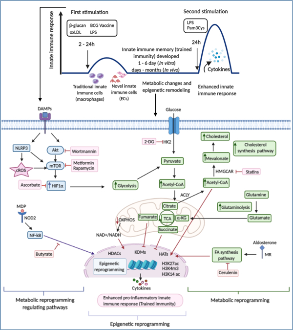 graphic file with name nihms-1656862-f0001.jpg