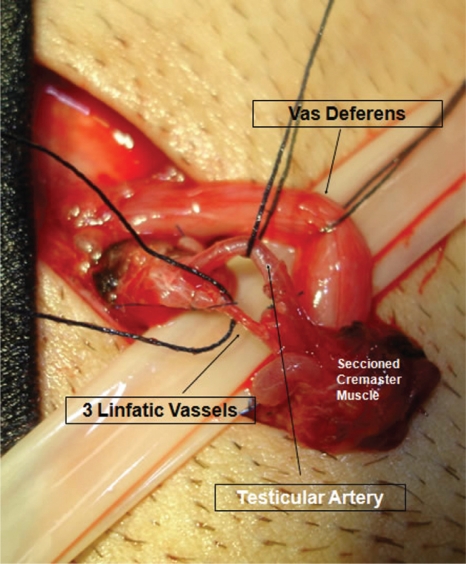 Figure 4 -