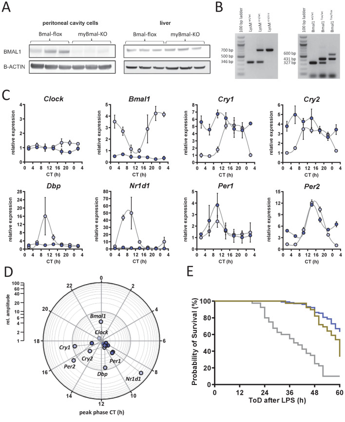 Figure 2—figure supplement 1.