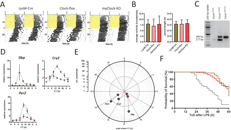 Figure 3—figure supplement 1.