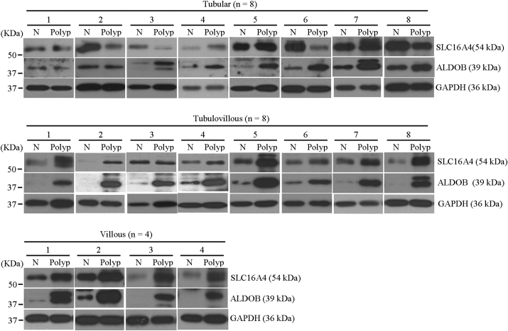 Supplementary Fig. 5