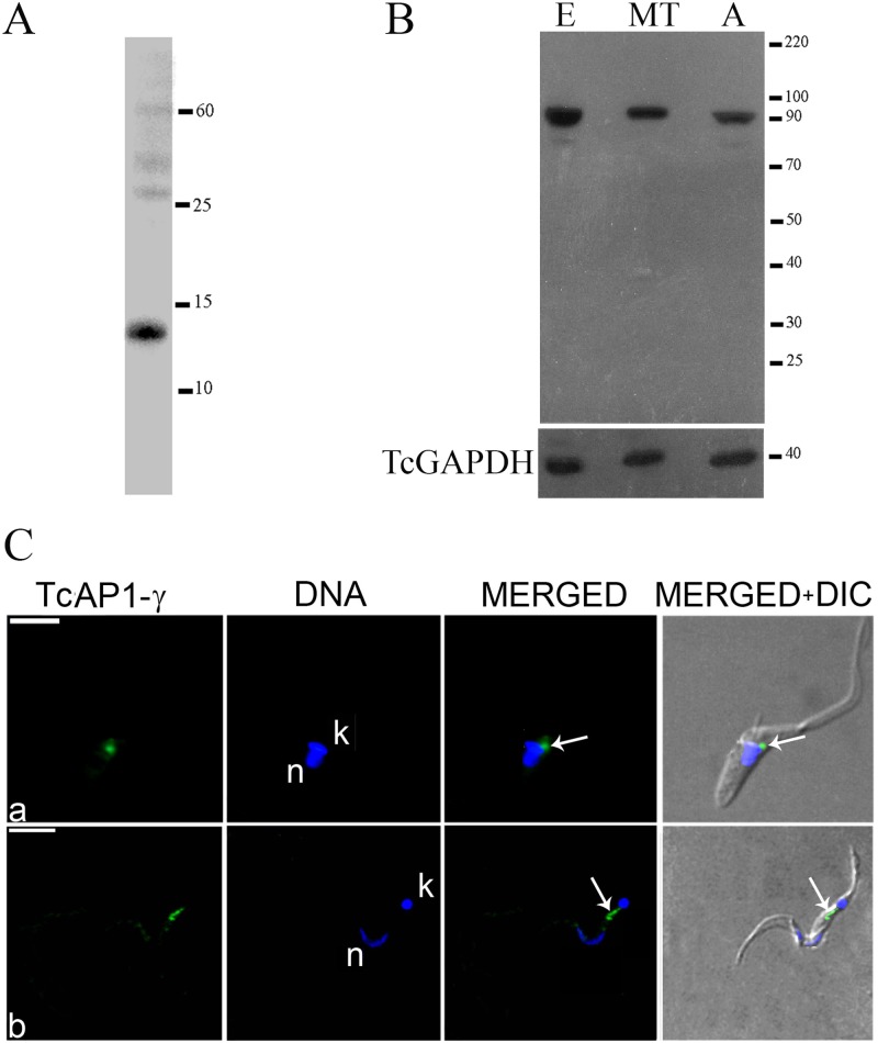 Fig 1