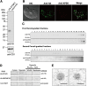 FIG 2