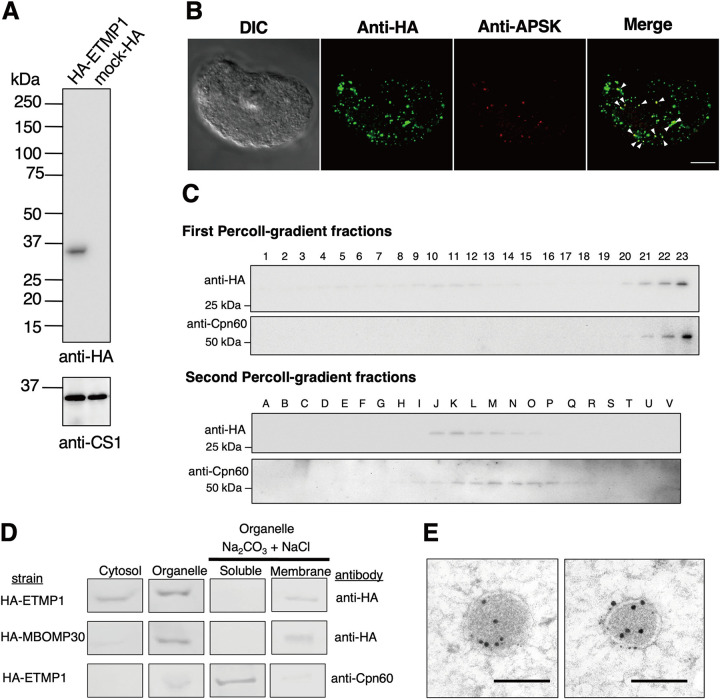 FIG 2